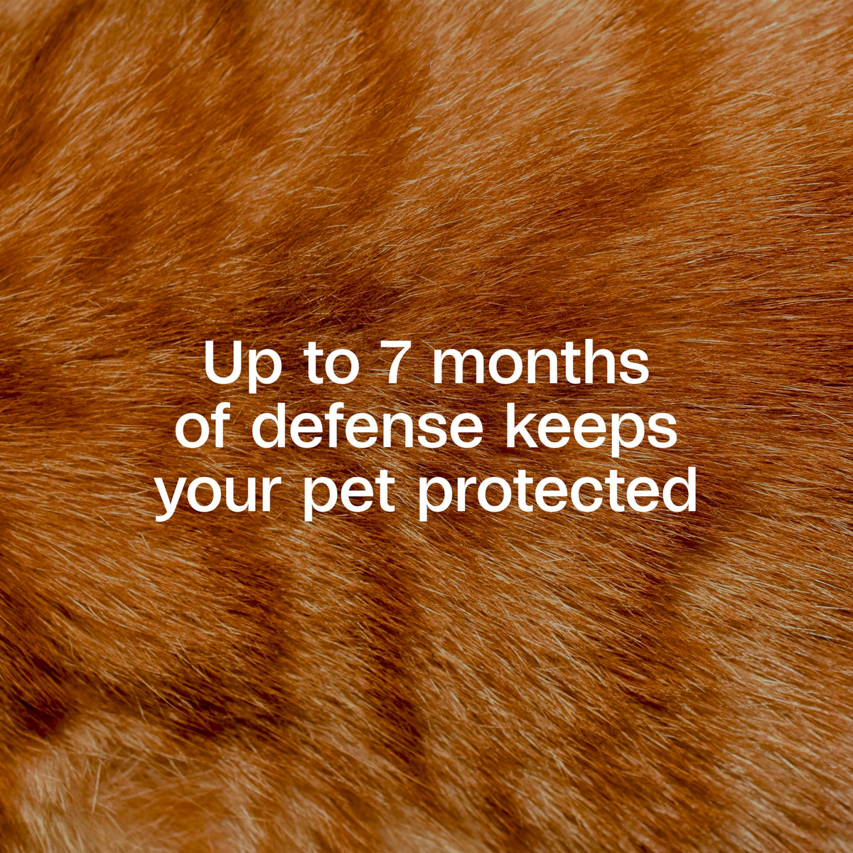 Adjustable Flea & Tick Collar for Cats Y918
